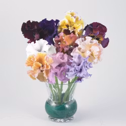 NYHET! Pensé Moulin Rouge Mix F1