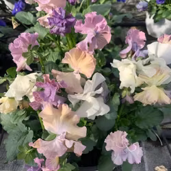 NYHET! Pensé Sweet Pea Mixed F1