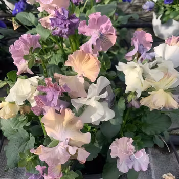 NYHET! Pensé Sweet Pea Mixed F1