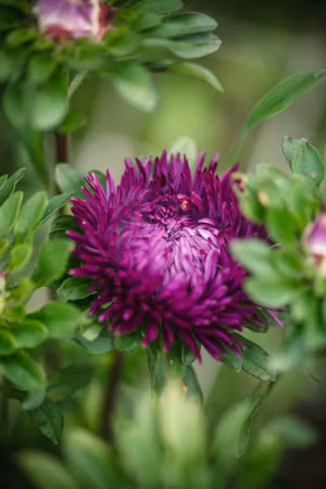 Aster Balloon Purple