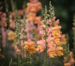 Lejongap Cannes Light Bronze F1