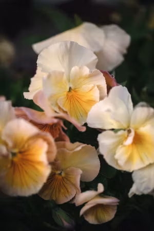 NYHET! Pensé Inspire Peach F1