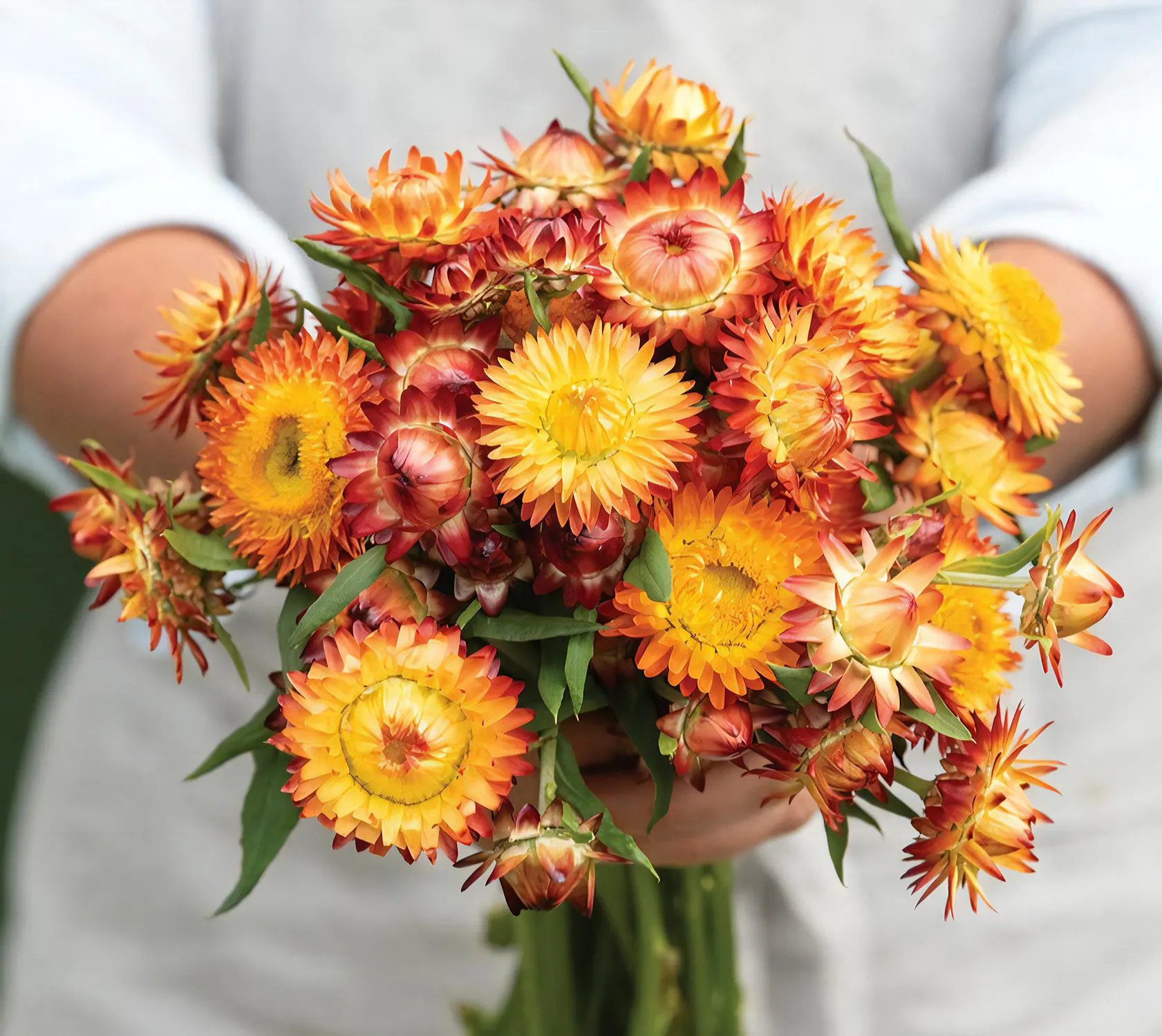 NYHET! Eternell Orange Flame - Jordnära Fröer • Blomsterfrö online ...