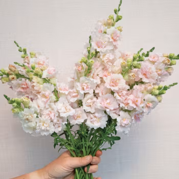 NYHET! Lejongap Frappe Light Pink Double F1