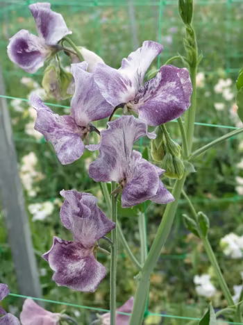NYHET! Luktärt David Tostevin
