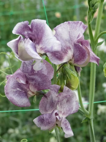 NYHET! Luktärt David Tostevin