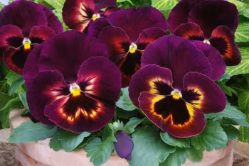 NYHET! Pensé Spring Matrix Sangria F1