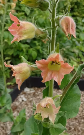 NYHET! Blomstertobak Peach Screamer