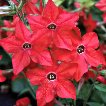 NYHET! Blomstertobak Perfume Red