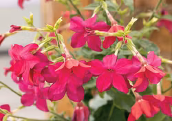 NYHET! Blomstertobak Sirius Deep Rose