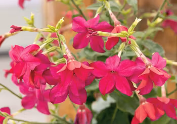 NYHET! Blomstertobak Sirius Deep Rose