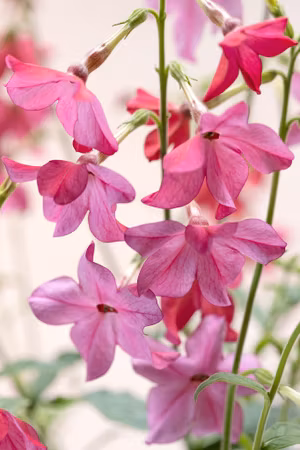 NYHET! Blomstertobak Sirius Pink