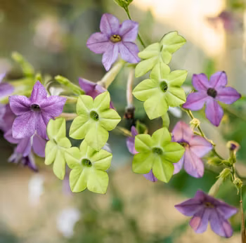 NYHET! Klocktobak Swirling Seas