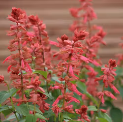NYHET! Praktsalvia Estella Coral