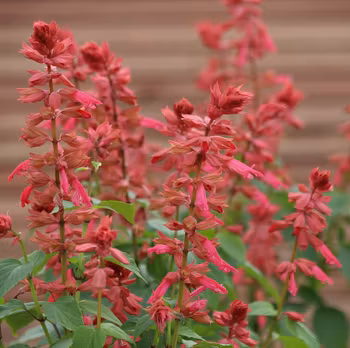 NYHET! Praktsalvia Estella Coral