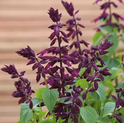 NYHET! Praktsalvia Estella Purple