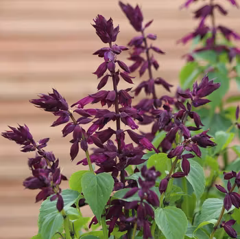 NYHET! Praktsalvia Estella Purple