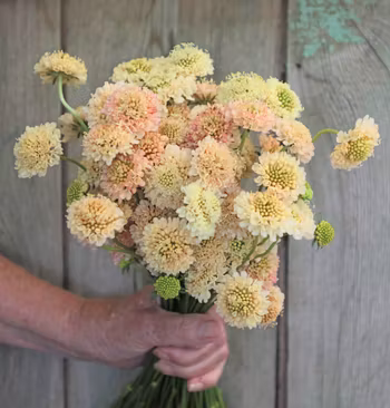 Pincushion Fata Morgana