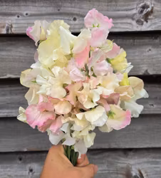 NYHET! Luktärt Blushing Bride