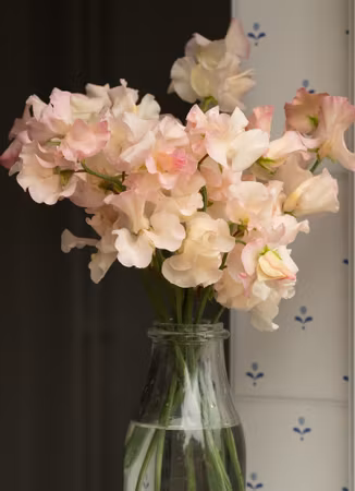 Luktärt Monarchs Diamond