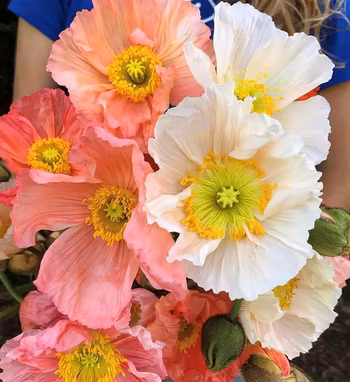 Vallmo Colibri Dolce Vita Pastel Mix