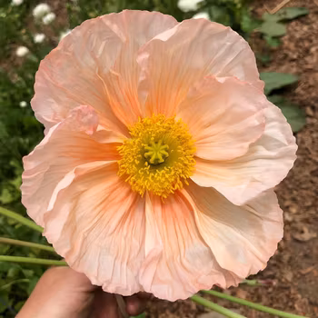 Vallmo Colibri Rosa Chiaro Pastello