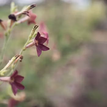 NYHET! Klocktobak Bronze Queen
