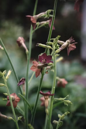 NYHET! Klocktobak Bronze Queen