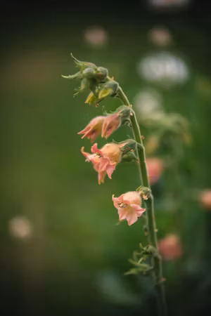 NYHET! Blomstertobak Peach Screamer