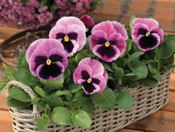 NYHET! Pensé Pink Berries F1