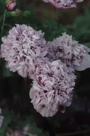 NYHET! Vallmo Candyfloss