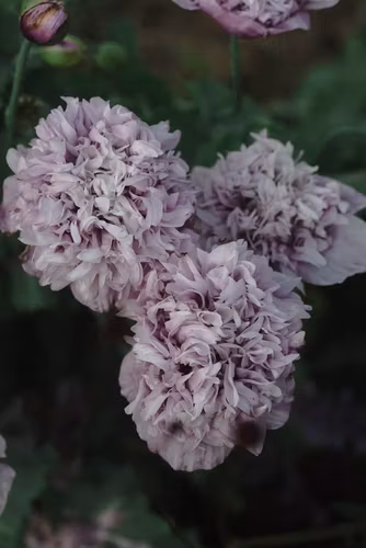 NYHET! Vallmo Candyfloss