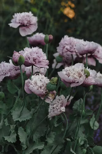 NYHET! Vallmo Candyfloss