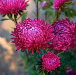 NYHET! Aster Lady Coral Deep Red