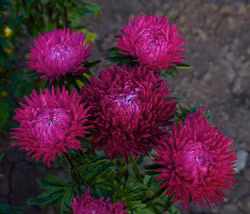 NYHET! Aster Lady Coral Deep Red