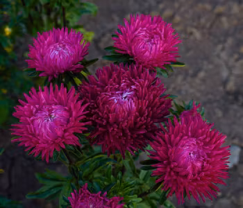 NYHET! Aster Lady Coral Deep Red