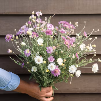 Pappersblomster Double Mixture