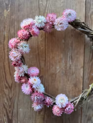 Strawflower Silvery Rose