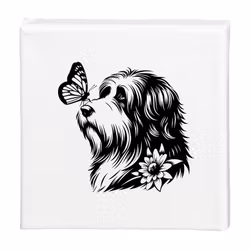 Tavla Bearded collie