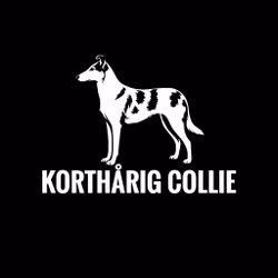 Bildekal - Korthårig Collie