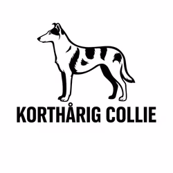 Bildekal - Korthårig Collie