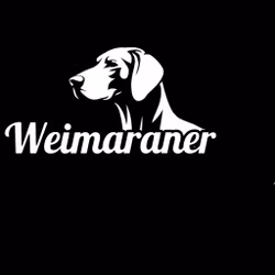 Bildekal - Weimaraner