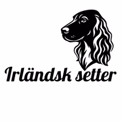 Bildekal - Irländsk setter