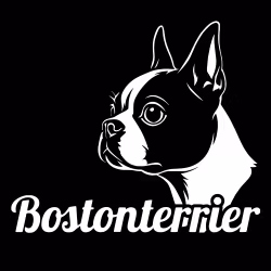 Bildekal - Bostonterrier