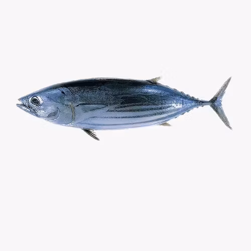 Bonito fish 600g