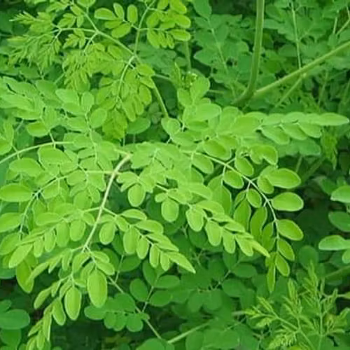 Malungay pr Pack 200g