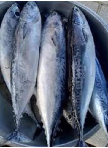 Tulingan Fish 1kg