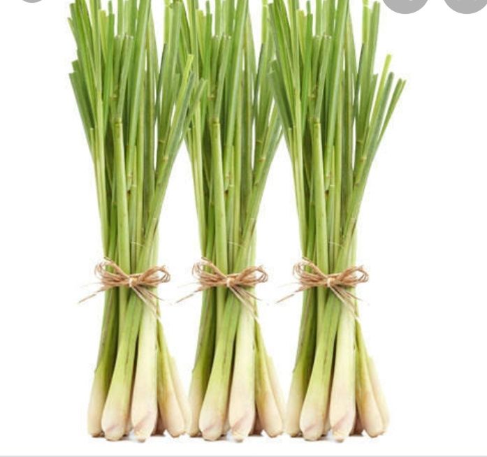 Lemon Grass
