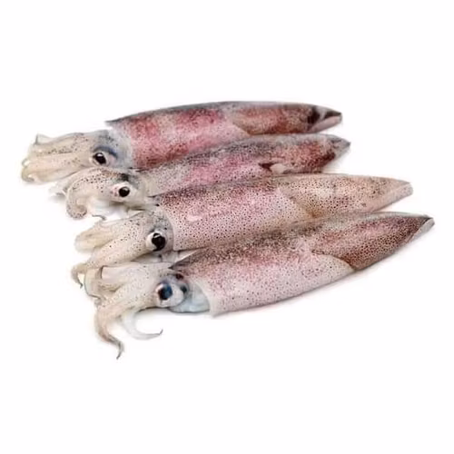 Squid 1kg