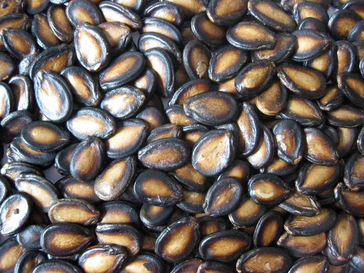 Watermelon seeds